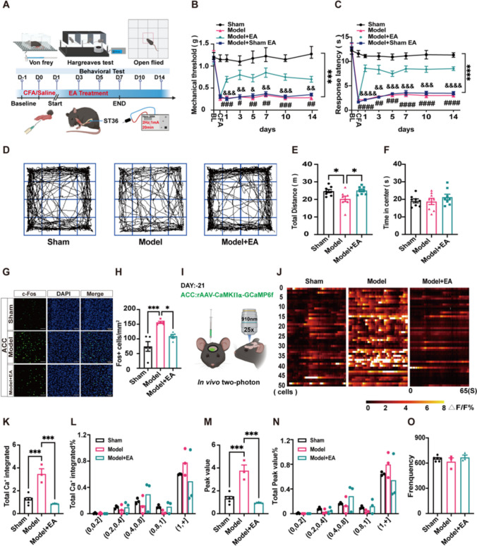 EA may exert analgesic effects by decrease of abnormal neuronal activity in ACC. (A) A timeline of EA treatment and behavioral testing. Male C57 mice were injected with CFA on day 0, treated with EA (2 Hz, 1 mA, 20 min) from day 1 to day 7, and tested with von Frey mechanical threshold and thermal pain latency on days -1, 0, 1, 3, 5, 7, 10, and 14. (B) Mechanical threshold was detected using von Frey filaments. EA significantly reversed the decrease in mechanical thresholds in model mice, whereas Model + sham EA had no therapeutic effect. The baseline was no statistical difference between the four groups, Sham group: 1.2 ± 0.214, Model group: 1.22 ± 0.36, Model + EA group: 1.18 ± 0.36, Model + Sham EA group: 1.16 ± 0.207. (Two-way ANOVA with Bonferroni test, F (21, 196) = 5.46, P < 0.0001. N = 8 mice for each group. *** Sham group vs. Model group and Model + Sham EA, respectively; #, ##, ### Model + EA group vs. Model group; &, &&, &&& Model + EA group vs. Model + Sham EA group). (C) The paw withdrawal latency was measured by Hargreaves' test. EA significantly reversed the decrease in thermal pain latency in model mice, whereas sham EA had no therapeutic effect. The baseline was no statistical difference between the four groups, Sham group: 12.21 ± 2.0, Model group: 13.17 ± 1.54, Model + EA group: 12.65 ± 1.23, Model + Sham EA group: 12.65 ± 3.36. (Two-way ANOVA with Bonferroni test, F (21, 196) = 14.76, P < 0.0001. N = 8 mice for each group. **** Sham group vs. Model group and Model + Sham EA, respectively; ##, ###, #### Model + EA group vs. Model group; &&, &&&, &&&& Model + EA group vs. Model + Sham EA group). (D) The movement traces of mice in open field for 10 min. (E) Statistical graph showing the total travel distance of mice in open field. EA significantly reversed the reduction in the total travel distance of the model mice. Sham group: 24.72 ± 0.91, Model group: 20.27 ± 1.6, Model + EA group: 25.10 ± 0.77. (One-way ANOVA with Bonferroni test, F (2, 21) = 5.4, P < 0.05. N = 8 mice for each group. * vs. Sham group and Model + EA group). (F) Statistical graph showing the time of mice in the central of open field. No difference in residence time in the central region between the three groups of mice. Sham group: 19.14 ± 1.12, Model group: 18.79 ± 1.78, Model + EA group: 21.27 ± 1.64. (One-way ANOVA with Bonferroni test, F (2, 21) = 0.76, P > 0.05. N = 8 mice for each group.). (G) Confocal imaging of c-Fos expression in ACC, Scale bars: 50 μm. (H) The number of c-Fos+ neurons in ACC of three groups. EA reverses elevated c-Fos-positive neurons in ACC. Sham group: 74.3 ± 16.39, Model group: 156.27 ± 3.62, Model + EA group: 109.4 ± 5.86. (One-way ANOVA with Bonferroni test, F (2,12) = 16.04, P < 0.001. N = 5 mice for each group. *** vs. Sham group, * vs. Model + EA group). (I) Schematic diagram of in vivo two-photon imaging of CaMKIIα neurons expressing GCaMP6fs by ACC injection of rAAV-CaMKIIα-GCaMP6fs virus. (J) Heat maps showed changes in Ca2+ activity in 50 neurons at layer L2/3 of ACC in the three groups of mice within 65 s, respectively. The color code on the bottom indicates ΔF/F (%). (K) The mean total integrated Ca2+ activity of the three groups. EA alleviates the increase in neuronal mean total integrated Ca2+ activity in ACC of model mice. Sham group: 1.24 ± 0.16, Model group: 3.48 ± 0.45, Model + EA group: 0.87 ± 0.55. (One-way ANOVA with Bonferroni test, F (2,9) = 29.08, P < 0.001. *** vs. Sham group and Model + EA group, respectively). (L) Statistical plots of different frequency distributions of total integrated Ca2+ activity. (M) The mean peak Ca2+ activity in three groups of mice. EA alleviates the increase in neuronal mean peak Ca2+ activity in ACC of model mice. Sham group: 1.34 ± 0.16, Model group: 3.77 ± 0.85, Model + EA group: 0.95 ± 0.08. (One-way ANOVA with Bonferroni test, F (2,9) = 29.9, P < 0.001. *** vs. Sham group and Model + EA group, respectively). (N) The peak frequency distribution of Ca2+ activity. (O) Mean Ca2+ spike frequency of threes group. (I-O) N = 6, 3, 3 for Sham, Model, Model + EA group, respectively. Data are presented as mean ± SEM