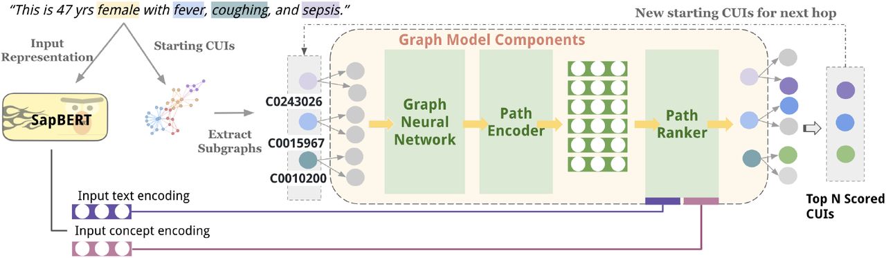 DR.KNOWS model architecture. The input concepts (“female”, “fever”, etc) are represented by concept unique identifiers (CUIs, represented as the combination of letters and numbers, e.g.”C0243026”, “C0015967”).