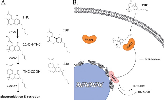 Overview of the major THC metabolic pathway. (A) Chemical structures of relevant cannabinoids and CYP2C-generated THC metabolites. (B) Schematic of FABP1-mediated transport of THC for subsequent metabolism by intracellular CYP450 enzymes.