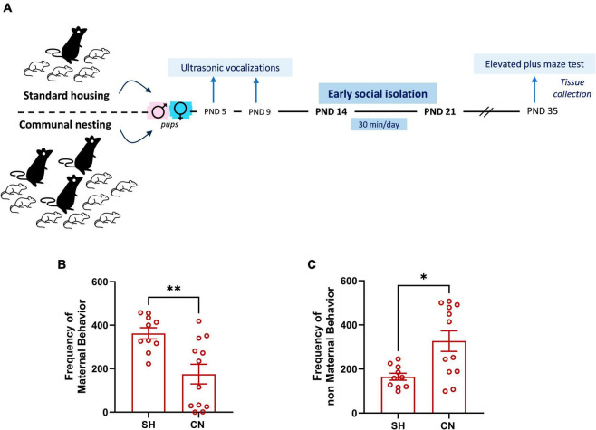 Experimental timeline (A) and effect of communal nesting on maternal behavior (B,C). Mothers from the CN group exhibit a lower frequency of maternal behaviors (B) and a higher frequency of non-maternal behaviors (C) compared to the mothers from the SH group (SH = 10, CN = 12). Data represent mean ± S.E.M. *p < 0.05, **p < 0.01 vs. SH (Mann–Whitney test).