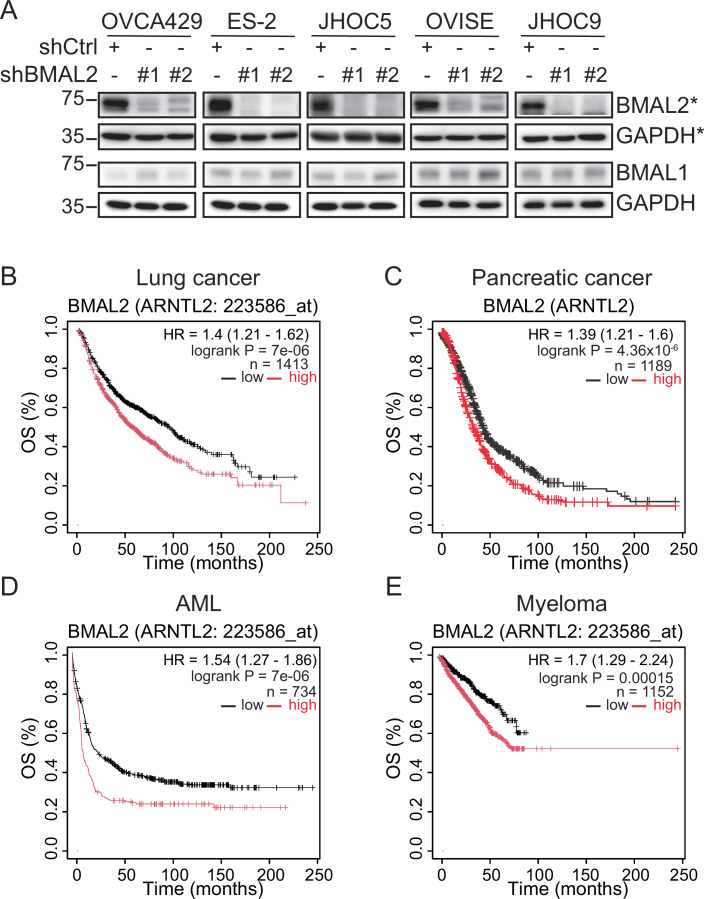 High BMAL2 expression is correlated with poor clinical outcomes in several cancer types other than OC.(A) Depletion of BMAML2 did not affect BMAL1 level in OCCC cells. IB of BMAL1 and BMAL2 protein levels with GAPDH as a loading control in OCCC cell lines without (shCtrl) or with BMAL2 depletion (shBMAL2#1 or #2). Blots shown are from one representative experiment of three replicates. *, BMAL2 blots presented here were from Fig. 2B. (B–E) Kaplan–Meier overall survival (OS) analysis of lung cancer (B), pancreatic cancer (C), AML (D), and myeloma (E) cancer patients grouped by BMAL2 expression. The BMAL2 high group is indicated by a red line and the BMAL2 low group is indicated by a black line. The P value was determined by the log-rank test. The results shown here are based upon data generated by the KM plotter (https://kmplot.com/analysis/). Source data are available online for this figure.
