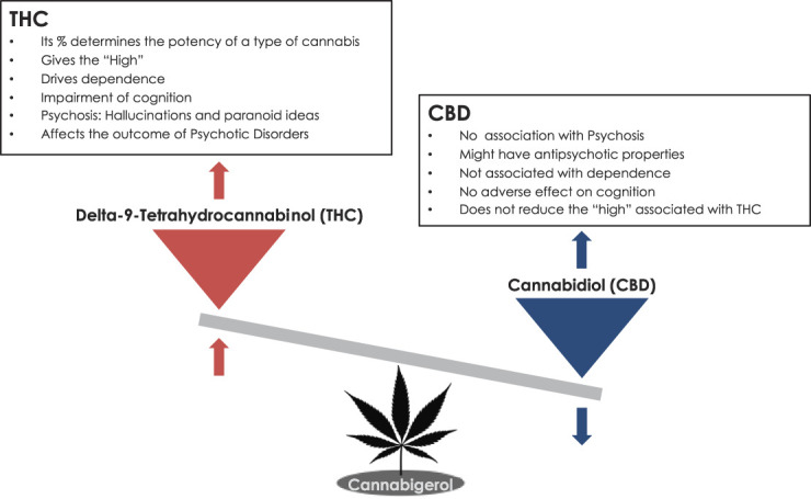 This diagram graphically illustrated first, the differential and in fact opposite psychiatric and cognitive effects of THC and of CBD, and second, how both compounds derive from the same precursor. Therefore if, for instance, a Cannabis sativa plant is genetically driven to the production of high quantity of THC, it will only be capable to synthesise small quantities of CBD.10