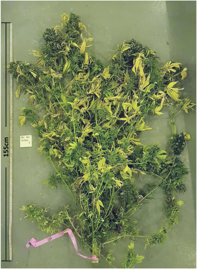A whole cannabis plant at the time of harvest.