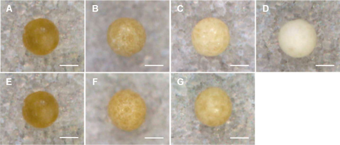 Optical images of Cannabis extract microdepots (A) before and following (B) 7, (C) 14, and (D) 21 days of the in vitro release study; and (E) before and following (F) 7 and (G) 14 days of the in vivo release study. Scale bar: 100 μm.