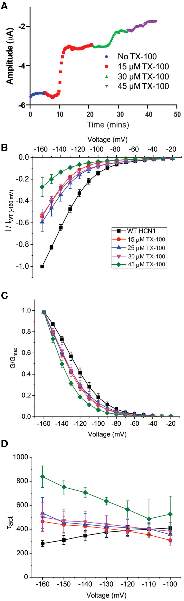 Changes in membrane fluidity do not account for cannabinoid regulation of HCN1. Membrane fluidity was altered by the addition of Triton X-100 (TX-100) to the bath solution. (A) Representative time course of the steady-state current following the application of TX-100 at different concentrations, indicating that increasing membrane fluidity decreases HCN1 channel activity. However, this decrease in HCN1 current occurs more rapidly (within 1–2 min) than the decline observed with THC (which occurs over the course of 10–30 min). (B) Current-voltage relationship of HCN1 upon the addition of 0, 15, 25, 30, and 45 μM TX-100 normalized to maximal current (IWT(−160mV)). (C) TX-100 induces a −10 to −15 mV hyperpolarizing shift in the steady-state voltage-dependence of HCN1, which does not occur when THC or CBD is applied. (D) HCN1 activation kinetics are uniquely affected by TX-100, with membrane fluidity having a greater impact on slowing channel activation with more hyperpolarization of the membrane potential (3 < n <9 per condition; P < 0.05).