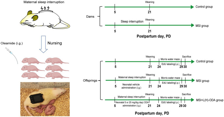 A diagram of the experimental setup. i.p., intraperitoneal injection; i.g., intragastric administration; EdU, 5-ethynyl-2-deoxyuridine; L-ODA, 5 mg/(kg · day) oleamide; H-ODA, 25 mg/(kg · day) oleamide.