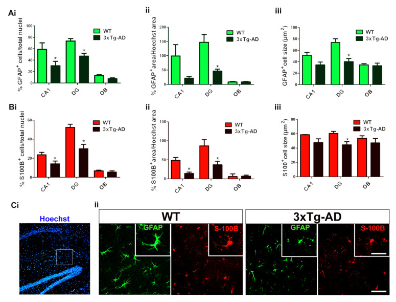 Quantitative analyses of the astrocyte population according to the following; number of cells immunolabeled with GFAP (A) or S100B (B) over the total cell nuclei (i), total area immunolabeled with GFAP or S100B over the total area occupied by cell nuclei (ii). Quantitative analyses of the immunolabeled area with GFAP or S100B of individual cells show the astrocyte size (µm2) in both genotypes (iii). * p < 0.05 vs. WT mice. CA1; hippocampus CA1, DG; hippocampus dentate gyrus, OB; olfactory bulb, including granular and anterior. Hoechst staining of nuclei and double labeling of astrocytes in brain tissue from WT and 3xTg-AD revealing particular immunostaining patterns observed with GFAP and S100B, which stain astrocytic processes or cell bodies, respectively (Ci and Cii). Note the marked decrease in the density of astrocytes as well as their atrophy in the transgenic genotype (3xTg-AD). Cii scale bar = 40 µm.
