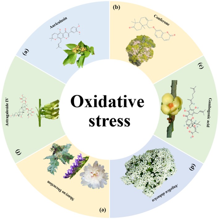 Herbal medicine treats CRC by regulating oxidative stress. (a) Flemingia prostrata Roxb. f. ex Roxb. (b) Ferula fukanensis K. M. Shen. (c) Garcinia hanburyi Hook.f. (d) Angelica dahurica (Fisch. ex Hoffm.) Benth. et Hook. f. (e) Paeonia lactiflora Pall., Scutellaria baicalensis Georgi and Coptis chinensis Franch. (f) Astragalus membranaceus (Fisch.) Bunge.