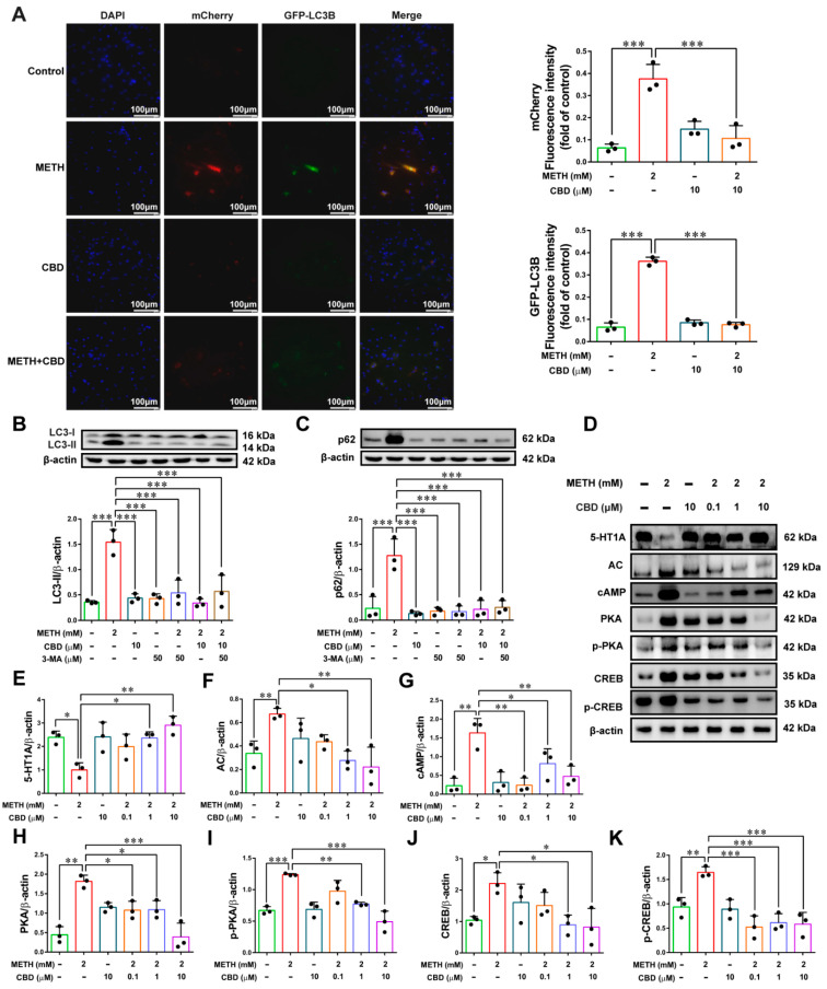 CBD attenuates METH-induced autophagy and alters the expression of pathway molecules in primary neurons. (A) Immunofluorescence detection of autophagic flux via Ad-mCherry-GFP-LC3B transfection in METH + 10 μM CBD-treated neurons. (B,C) Western blot analysis of LC3 and p62 expression after intervention with the autophagy inhibitor 3-MA or CBD. (D–K) Western blot detection and quantification of 5-HT1A/AC/cAMP/PKA/CREB pathway proteins after CBD treatment. Scale bar = 100 μm. Results are presented as means ± SD of three experiments. * p < 0.05, ** p < 0.01, *** p < 0.001; one-way ANOVA followed by Tukey HSD post hoc test.