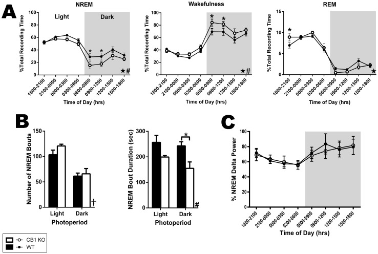 Genetic deletion of the CB1 receptor reduces the stability of NREM bouts by decreasing the time spent in NREM and increasing WK.A, Comparison between CB1 KO and wt mice (N = 6 in each group) in the time spent in NREM sleep, awake, and in REM sleep across the circadian period during baseline recordings. Data in each epoch were normalized to the total recording time to yield the percent of time spent in each state. B, Comparison of NREM architecture between genotypes. Graphs show data pertaining to the number and duration of NREM bouts. C, Comparison between genotypes for measures of delta power during NREM across the circadian cycle. Data represent the results of power spectral analysis of ECoG waveforms recorded during NREM sleep normalized to the total power across the power spectrum (0.5–20 Hz) for each time bin. For all graphs, black bars/circles represent data from wt mice, and white bars/circles represent data from CB1 KO mice. In time series graphs, the white background indicated the light photoperiod and the grey background denotes the dark photoperiod. Data represent the means ± SEM of each genotype within the specified time bin or photoperiod. For A and C, data were grouped in 3 hr bins. In B, each bar represents a 12 hr (one photoperiod) bin. Significant 3-way interactions between photoperiod, time of day, and genotype are denoted with stars (★). Significant main effects of genotype are denoted with pound signs (#). Significant main effects of photoperiod are denoted with a dagger (†). Significant pair-wise comparisons are denoted with asterisks (*).