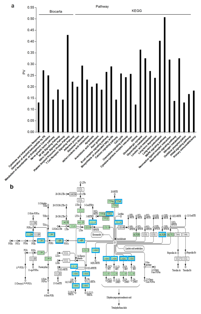 Arachidonic acid (AA) metabolism participates in the aggravation of AD-like pathology following NO2 inhalation.(a) Pathway analysis of genes associated with differentially expressed genes (DEGs) in the hippocampus of APP/PS1 mice in response to NO2 inhalation (n = 4 mice/group). Genes statistically changed after NO2 inhalation mostly pointed to the synaptic plasticity and learning and memory function, including long-term potentiation/depression (LTP/D), glutamatergic synapse, neurotrophin signaling and calcium signaling pathway. The generation of amyloid β-peptide by PS1, platelet amyloid precursor protein pathway and Alzheimer’s disease, revealed Aβ peptide production and deposition-derived AD pathogenesis after NO2 treatment. Additionally, AA metabolism in KEGG pathway analysis was observed. PV means percentage value of the number of related DEGs to the number of total related genes to a category. The significantly impacted categories shown were defined by limitation of P value (P < 0.01). Note: Only items of interest and related to neurobiological processes were presented due to the large size of the figure. (b) DEGs in AA metabolism pathway by Pathway-Express analysis. The genes statistically changed (P < 0.01) were indicated in blue borders, and the genes unchanged were marked with green gene boxes.