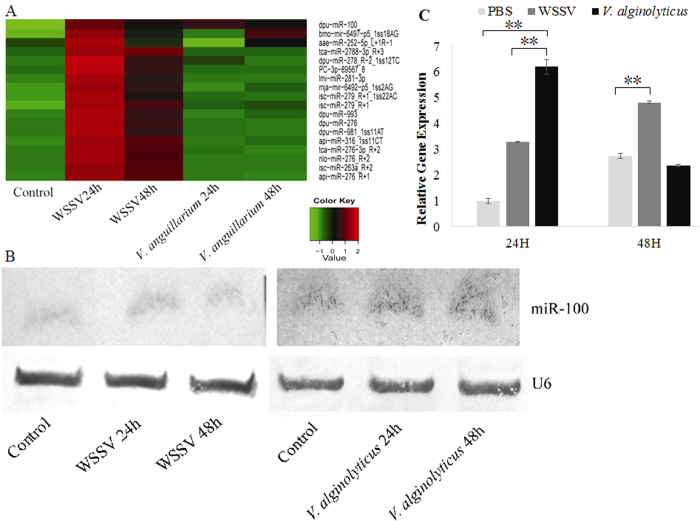 Identification of miRNAs response to WSSV or V. alginolyticus infection in shrimp through miRNA microarray and Northern blot.Total RNA was extracted from the hemocytes of un-infected or infected shrimp. (A) Hybridization of total RNA with miRNA microarray. The relative expression level of miRNA is shown with different colors; dpu-miR-100 indicates miR-100; (B) Northern blot analysis of total RNA with DIG-labeled oligodeoxynucleotide probes at different post-infection time points (24 and 48 h). (C) Quantitative Stem-Loop real-time PCR was also applied to reveal the post infection expression of miR-100 intuitively. The shrimp individuals in the control treatment were injected with saline solution, and U6 was used as a loading control.