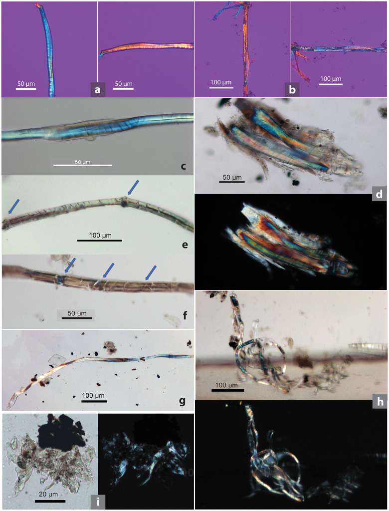 Microfibers uncovered from SZT lithic tools.(a) Z-twist type in fibrillar orientation; (b) S-twist type in fibrillar orientation; (c) bast fiber showing visible Z-twist fibrillar orientation; (d) bast fiber bundle; (e) bast fiber showing prominent dislocations (indicated by arrows); (f) bast fiber showing less prominent dislocations (indicated by arrows) and cross markings; (g) damaged fiber showing twisted ribbon form, likely hemp; (h) long and entangled fiber; (i) very damaged UNID fibers (d, i, j showing both brightfield and polarized views).