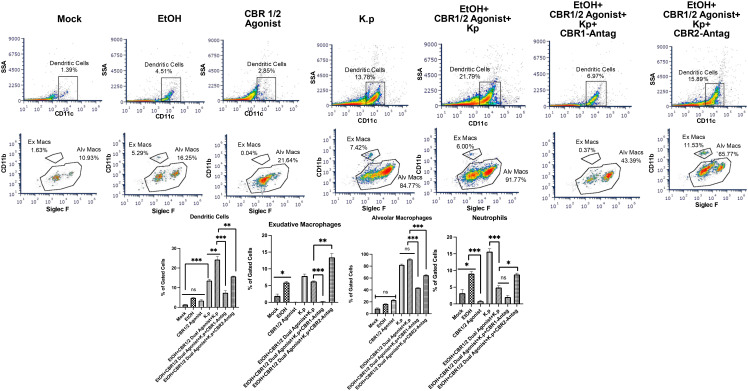 Flow cytometry scatter plots and bar graphs depicting immune cell populations under different conditions. Conditions include Mock, EtOH, CBR1/2 Agonist, K.p, and combinations with antagonists. Scatter plots display dendritic cells, alveolar macrophages, and exudative macrophages, with percentages indicated. Bar graphs below show percentages of gated cells across different treatments, with statistical significance marked by asterisks.