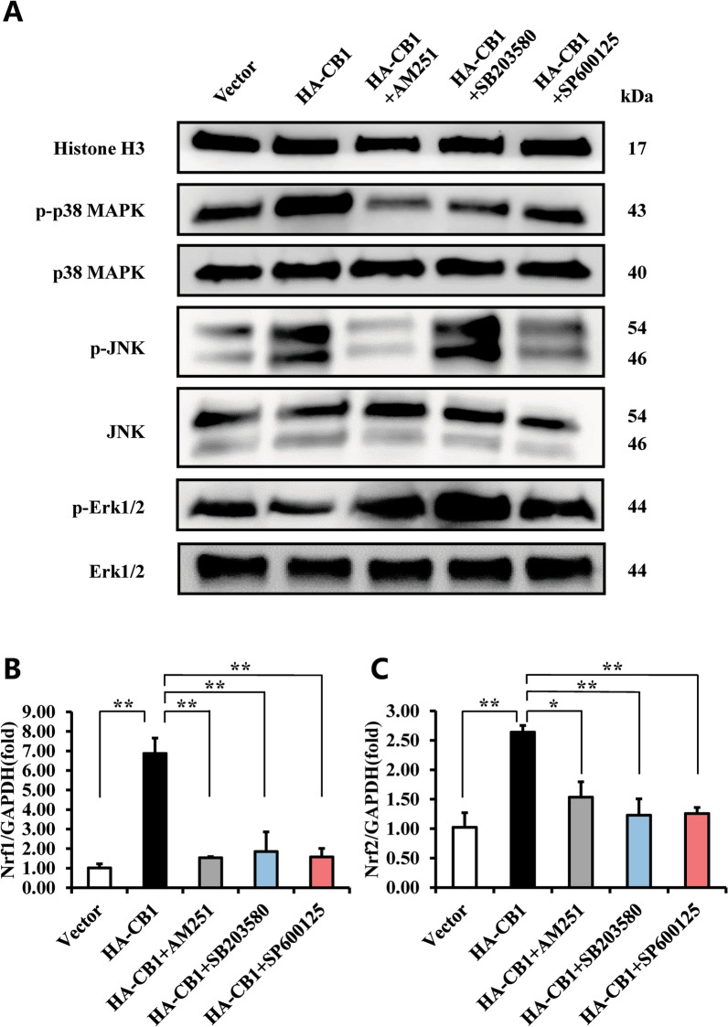 The effect of CB1 on MAPK signal pathways in hBMSCs. A–C 10 μM AM251 was used to treat the CB1 over-expressed BMSCs for 4 h, 20 μM SB203580 or 20 μM SP600125 was used to treat the CB1 over-expressed BMSCs for 2 h, Western blot results showed the expression of phosphorylated p38 MAPK, JNK and Erk1/2, and p38 MAPK, JNK, and Erk1/2 in BMSCs. Histone H3 was used as an internal control. B, C The Real-time RT-PCR results of Nrf1 (B) and Nrf2 (C) expressions in BMSCs. GAPDH was used as an internal control. One-way ANOVA was performed to determine statistical significance. Error bars represent the SD (n = 3). *P ≤ 0.05; **P ≤ 0.01