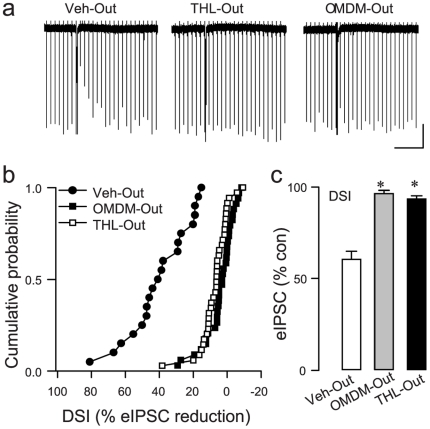 External application of DAGL inhibitors blocks DSI.(a) Representative DSI trial. Downward deflections are eIPSCs evoked at 4-s intervals; DSI was evoked by a 3-s voltage step to 0 mV from the holding potential of -70 mV; depression of eIPSCs after a step is the period of DSI (see text). Scale: 24 s/200 pA. (b) Bath application of OMDM-188 (5 µM) or THL (10 µM) essentially abolished DSI; K-S tests, p<0.01. Note: values <0 represent eIPSCs that were greater than baseline amplitudes, not enhanced DSI. (c) Group data. * p<0.001, one way ANOVA on ranks. Vehicle, n = 20; OMDM-188, n = 34; THL, n = 35.