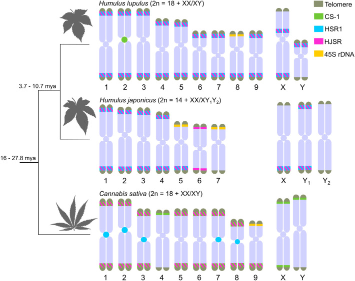 Phylogenetic tree and chromosome illustrations of Humulus lupulus, Humulus japonicus, and Cannabis sativa. The tree shows divergence times, with Humulus lupulus having 18 chromosomes, Humulus japonicus 14, and Cannabis sativa 18. Chromosome markers indicate telomeres, CS-1, HSR1, HJSR, and 45S rDNA.