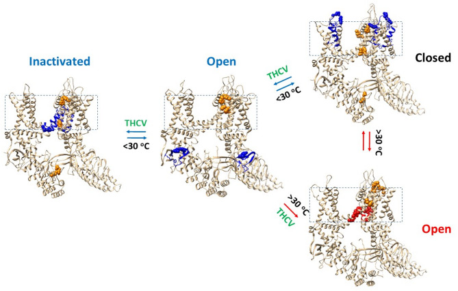Temperature-dependent gating pathways of oxidized TRPV3. The homo-tetrameric cryo-EM structures of oxidized hTRPV3 in the PC-bound closed state, the THCV bound open and inactivated states at 4 °C (PDB ID, 8V6K, 8V6L and 8V6M, respectively) were used for the model. The homo-tetrameric cryo-EM structure of the oxidized mTRPV3 channel in the open state at 42 °C (PDB ID, 7MIO) was used as a control. The biggest thermorings Grid17, Grid16 and Grid18 in the closed, open and inactivated states below 30 °C are colored blue, respectively. In contrast, the biggest thermoring Grid9 in the open state above 30 °C is colored red. All the least-stable noncovalent interactions controlled by those biggest thermorings are indicated by space fill. The intersubunit interactions are colored orange and indicated by space fill.