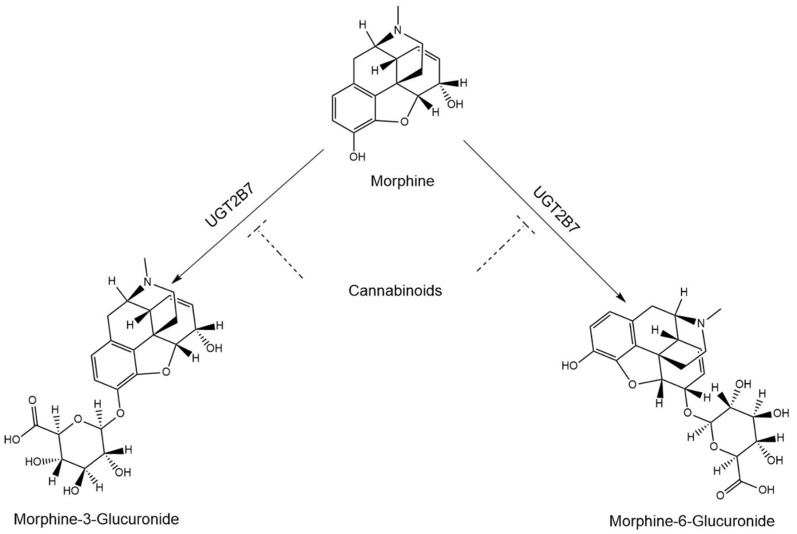 Hypothesized inhibition of morphine metabolism by cannabinoids.