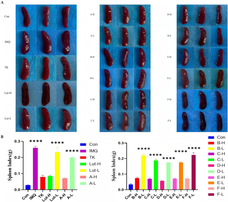 (A): Appearance map of spleens in each group of mice, (B): spleen index map of mice in each group. (****) p < 0.0001 versus control group.