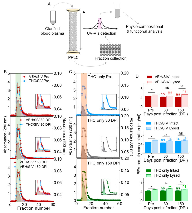 Isolation of BEVs from blood plasma of rhesus macaques (RM): (A) schematic of BEV isolation process. UV–vis absorbance profiles for the (B) VEH/SIV and THC/SIV groups, and the (C) THC-only group. (D) BEV protein levels for all clinical groups. Ordinary one-way ANOVA (Brown–Forsythe and Bartlett tests, with Sidak’s multiple comparisons test) was used to determine the statistical significance within the group. Binary Student’s t tests (Welch’s correction) were used to determine significant differences between groups for each of the time points in each group. ** p < 0.01, * p < 0.05, and ns = non-significant.
