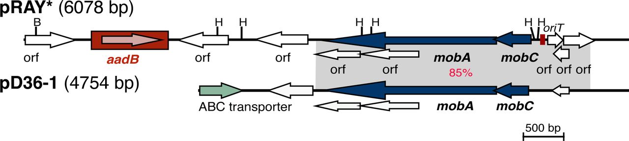 Linearised map of pD36-1 (cryptic) compared with pRAY* (pD36-2). Central horizontal lines indicate the plasmid backbones. Arrows represent the extent and orientation of genes, and the gene cassette is boxed. The grey shadings indicate regions with significant identity with the % identities indicated in red. Scale bar is shown. Drawn to scale from GenBank accession numbers CP012954 (pRAY*), and CP012953 (pD36-1).