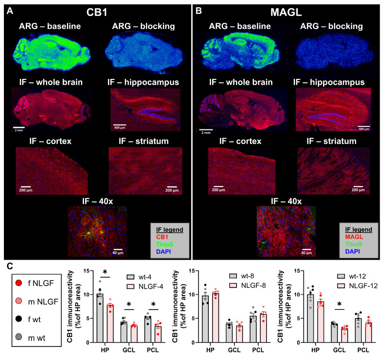 Representative images of ARG (baseline and blocking with cold self) with [18F]FMPEP-d2 (A) and [18F]MAGL-2102 (B) in sagittal brain sections of 12-month AppNL-G-F mice. IF in sequential sections for CB1 (A; red, left) and MAGL (B; red, right) at 10x (whole brain), 20x (hippocampus, cortex, caudate putamen) and striatal 40x images demonstrating CB1, but not MAGL, specificity around plaques (Thioflavin-S, green). C) Hippocampal CB1 IF quantification reveals a loss in AppNL-G-F mice at 4-months, no change at 8-months, and a loss again at 12-months (mean +/- SEM; n = 5-6/genotype/age). All images in panel A are from the same female 12-month AppNL-G-F mouse. All images in panel B are from the same male 12-month AppNL-G-F mouse. Abbreviations: ARG: autoradiography; CB1: cannabinoid receptor 1; GCL: granular cell layer; HP: hippocampus; IF: immunofluorescence; m/f: male, female; MAGL: monoacylglycerol lipase; NLGF: AppNL-G-F; PCL: pyramidal cell layer; ThioS: Thioflavin-S; wt: wild-type.