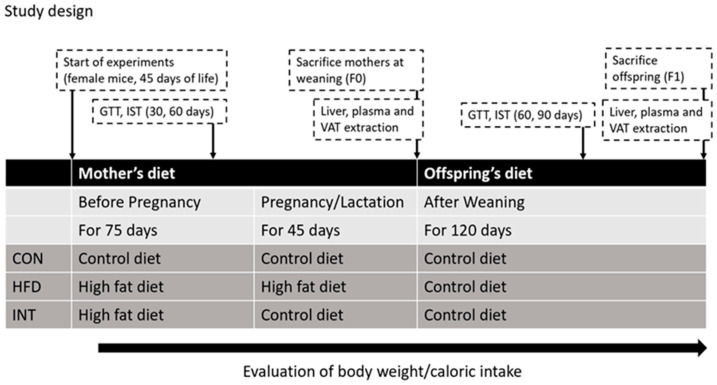 Study design. GTT, glucose tolerance test; IST, insulin sensitivity test; VAT, visceral adipose tissue; F0, mothers, generation 0; F1, offspring, first generation.