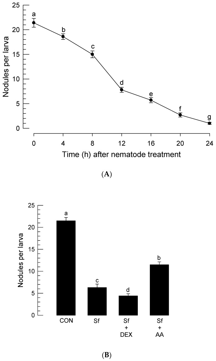 Suppression of hemocyte nodule formation in P. xylostella larvae infected with S. feltiae K1. (A) Temporal change in immune response after nematode infection. Fourth instar larvae of P. xylostella were treated with 80 IJs per larva. At different time points, these treated larvae were injected with E. coli (1.86 × 104 cells/larva). Nodules were counted at 8 h after the bacterial treatment. (B) Effect of arachidonic acid (‘AA’, 10 μg/larva) or dexamethasone (‘DEX’, 10 μg/larva) addition on nodulation of P. xylostella larvae infected with S. feltiae K1 (‘Sf’). Each treatment was replicated three times and each replication used 10 individual larvae per treatment. Different letters above standard error bars indicate significant difference among means at Type I error = 0.05 (LSD test).