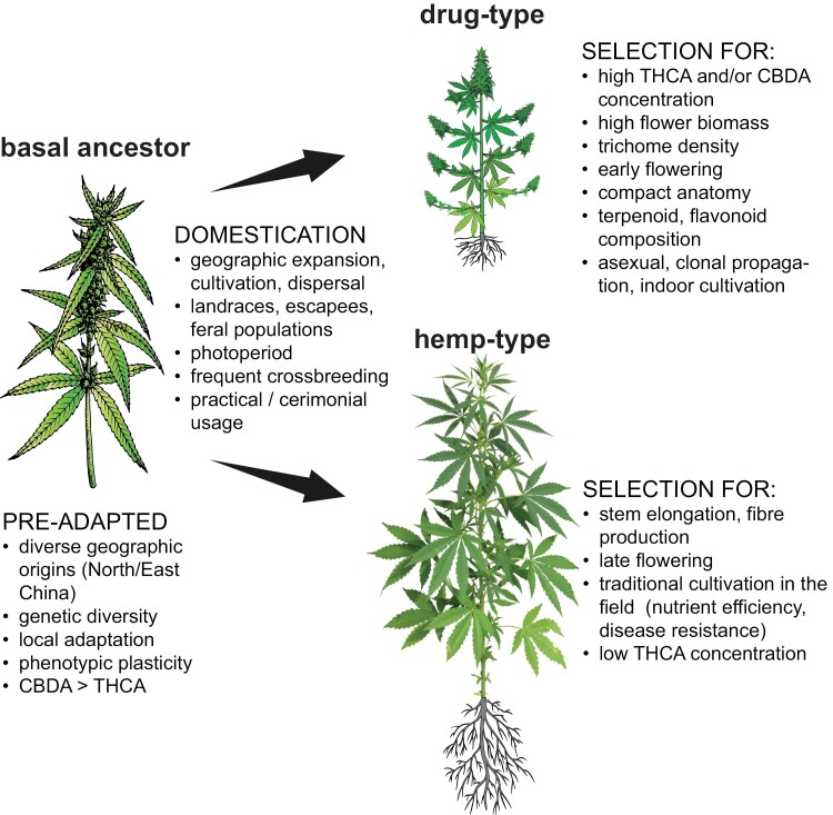 Divergent positive trait selection in Cannabis led to two distinct usage types. Illustrated are processes accompanying Cannabis domestication and the subsequent split into the two main usage types (drug- and hemp type). Major selected traits are cannabinoid content, plant architecture (tall versus compact stature, compound highly branched female inflorescence), biomass allocation (flower versus stem/fibre), flowering (early/late) as well as cultivation (indoors/field). See text for details. Abbreviations: CBDA, cannabidiolic acid; THCA, ∆9-tetrahydrocannabinolic acid.