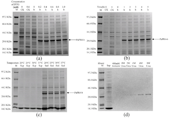 Analysis of the recombinant PaPR4-b protein with SDS-PAGE. M: Protein marker. CK: pET-32a vector expressed in E. coli BL21 (DE3) cells. Sup: supernatant. Sed: sediment. (a) The recombinant PaPR4-b protein was induced to express at 0, 0.2, 0.4, 0.6, 0.8 and 1.0 mM concentrations of IPTG. (b) Expression levels of the recombinant PaPR4-b protein at 0, 1, 2, 3, 4 and 5 h. (c) Induction of expression and detection of solubility of the recombinant PaPR4-b protein at 20 °C, 25 °C, 30 °C and 37 °C. (d) Renaturation and purification of the recombinant PaPR4-b protein.