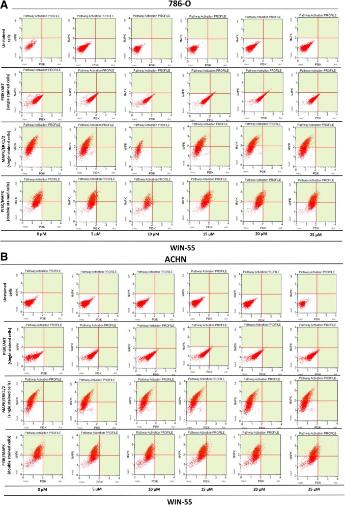 PI3K/Akt and MAPK/ERK1/2 pathways activation profile of RCC cells. a Dual pathway (PI3K and MAPK) profile of 786-O cells treated with agonist WIN-55 (0–25 μM). b Dual pathway (PI3K and MAPK) profile of ACHN cells treated with agonist WIN-55 (0–25 μM). ACHN and 786-O cells were found positive for Phospho-ERK1/2 (MAPK/ERK1/2) but negative for Phospho-Akt (PI3K/Akt). The dot plots showing WIN-55 treatment does not activate/inhibit PI3K and MAPK pathways even in higher concentrations (10–25 μM) as compared to the not treated control (0 μM, first column in Fig. a and b). In each fig. a and b dot blots in second and third raw represents cells single stained with Phospho-Akt (PI3K/Akt) and Phospho-ERK1/2 (MAPK/ERK1/2), respectively. Dot blots in fourth raw in each fig. (a and b) represents cells double stained with Phospho-Akt (PI3K/Akt) and Phospho-ERK1/2 (MAPK/ERK1/2)