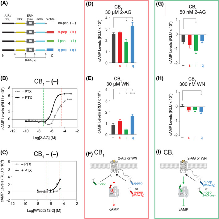 Gα peptides differentially impact Gs and Gi signaling in Cannabinoid (CB1) receptors. A, SPASM sensors for characterization of second messenger response. Schematics of the A1R and CB1 GPCR peptide sensors containing C‐terminal Gα peptides corresponding to s‐, i‐, or q‐ 5α helices separated with Gly‐Ser‐Gly (GSG)4 linkers to ensure rotational freedom. The no‐pep (−) construct lacks the Gα C‐terminal peptide. Forskolin‐stimulated cAMP dose‐response curves of B, CB1 agonist, 2‐Arachidonoylglycerol (2‐AG), and C, WIN 55,212‐2 mesylate (WN55212‐2) in a CB1 no‐pep (−) sensor (representative curves from N = 2 independent biological replicates composed of ≥3 technical repeats each). cAMP levels shown in the absence (gray line) and presence (black line) of pertussis toxin (PTX) treatment. Ligands potentiate forskolin‐stimulated cAMP accumulation at 30 μmol/L, suggesting Gs bias (B and C, red dashed lines). 2‐AG and WIN 55,212‐2 mesylate (WN) inhibit forskolin‐stimulated cAMP at 50 nmol/L and 300 nmol/L, respectively, suggesting Gi bias (B and C, green dashed lines). cAMP levels of tethered CB1 sensors after stimulation by forskolin and 30 μmol/L 2‐AG (D) or WN (E) (N = 5 independent biological replicates). F, summary of Gα peptide influence on Gs signaling and cAMP production in CB1. Inhibition of forskolin‐stimulated cAMP by tethered CB1 sensors after stimulation by 50 nmol/L 2‐AG (G) (N = 8 independent biological replicates) or 300 nmol/L WN (H) (N = 6 independent biological replicates). I, summary of Gα peptide influence on Gi signaling and cAMP inhibition in CB1. GPCR‐Gα C‐terminal peptide sensors are compared with the no‐pep (−) control. Results are expressed as mean ± SE. ****P < .0001; *P < .05