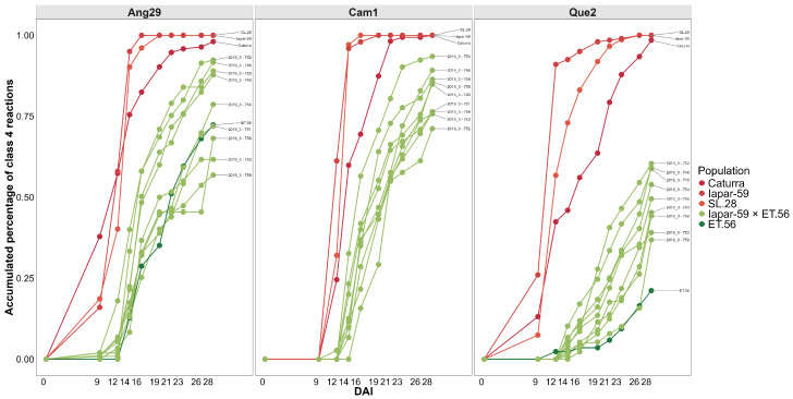 Cumulative percentage of hypocotyls with susceptibility (Class 4) among the segregating genotypes F2 of Iapar-59 × ET.56 vs. progenitors resistant and susceptible to three isolates of C. kahawae. Ang29: Cumulative percentage of hypocotyls with susceptibility (Class 4) to the isolate of Angola origin. Cam1: Cumulative percentage of hypocotyls with susceptibility (Class 4) to the isolate of Cameroon origin. Que2: Cumulative percentage of hypocotyls with susceptibility (Class 4) to the isolate of Kenyan origin. DAI: Days after inoculation.