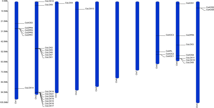Distribution of the LOX, AOS, HPL, AOC, and OPR gene families across the C. sativa genome.Ruler depicts chromosome length.