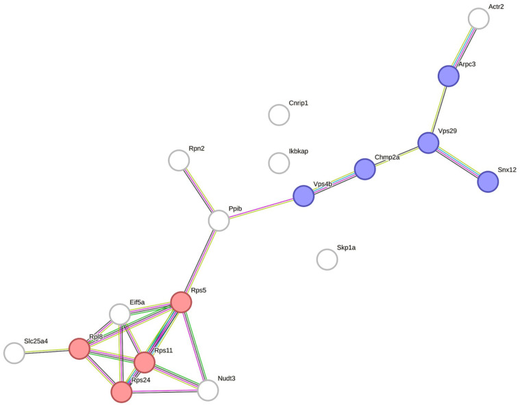 Enrichment PPI of differential proteins represents the majority of proteins related to the ribosome pathway (red circle) and endocytosis pathway (blue circle). (PPI enrichment P value = .00137).