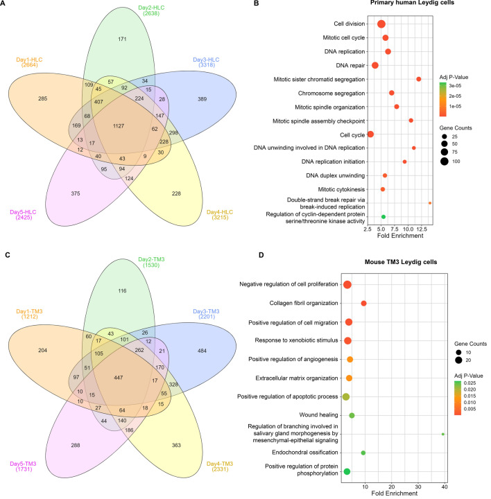 Transcriptomic analysis of CBD-treated primary human Leydig and TM3 cells for 5 days. A and C Venn diagrams showing the number of differentially expressed genes on day 1, 2, 3, 4, and 5 from primary human Leydig cells (A) and TM3 cells (C). Numbers on each section represent the numbers of differentially expression genes. Venn diagrams were created using the online tool: http://www.interactivenn.net/. The dark orange-colored center area in the Venn diagrams denotes the number of overlapped differentially expressed genes during days 1 to 5. B and D Bubble plots illustrating enriched biological processes (GOTERM_BP_DIRECT) using overlapped differentially expressed genes from day 1 to 5 in primary human Leydig cells (B) and TM3 cells (D). Adjusted p values were calculated using a Benjamini–Hochberg correction
