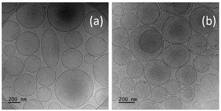 Cryo-TEM images of (a) empty niosomes (N6); (b) CBD-loaded niosomes (N5).