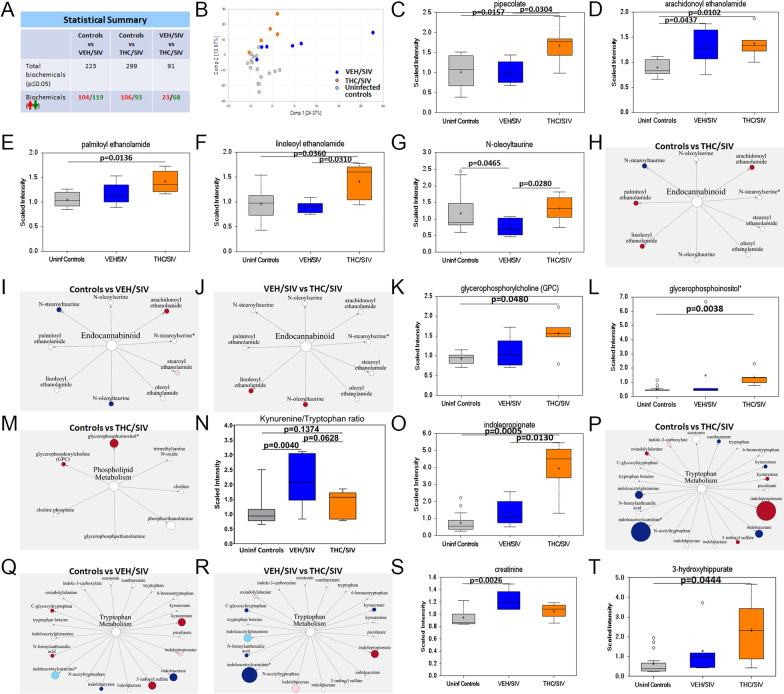 THC administration increased pipecolate, endocannabinoids, endocannabinoid-like, glycerophospholipid, and indole-3-propionate levels. Statistical summary (A) and PCA plot (B) of metabolites detected in plasma of uninfected and SIV-infected RMs administered VEH or THC. Plasma levels of pipecolate (C), endocannabinoids (D), endocannabinoid-like (E–G), glycerophospholipid (K, L), kynurenine–tryptophan ratios and indole-3-propionate (N, O), creatinine (S), and 3-hydroxyhippurate (T) in VEH/SIV (n = 6) or THC/SIV (n = 5) RMs at 5 MPI and uninfected control RMs (n = 16). Red and green arrows and numbers (A) represent increased and decreased metabolites, respectively. Pathway figures show endocannabinoids (H–J), phospholipids (M), and tryptophan metabolites (P–R) detected in plasma of VEH/SIV or THC/SIV relative to uninfected control RMs or THC/SIV relative to VEH/SIV RMs. Red and blue circles represent significantly increased and decreased metabolites, respectively. Light blue and pink circles represent increased and decreased metabolites, respectively, with a p-value between 0.05 and 0.09. Size of the circle indicates relative abundance. Open circles represent outliers for that particular metabolite. A p-value of < 0.05 was considered significant