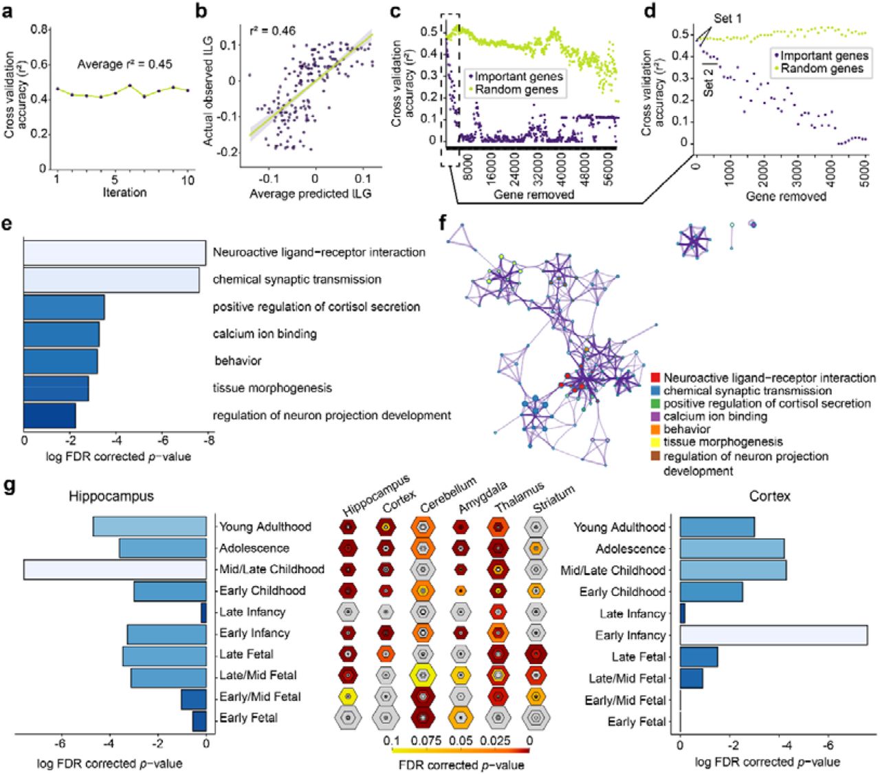 Transcriptomic association analysis of the hippocampal lLG.a, Accuracy (r2) for ten separate 10-fold cross-validated LASSO-PCR models for lLG prediction using normalized gene expression data provided by the Allen Human Brain Atlas. b, Relationship between the average predicted lLG for the aforementioned ten separate 10-fold cross-validated models and the actual observed lLG. c, Systematic removal of the top 100 critical probes identified by our prediction model was undertaken. Following each removal, the 10-fold cross-validation accuracy in predicting lLG values was documented (purple dots). To establish a comparative baseline, an iterative process involving the removal of 100 random probes was also executed (chartreuse). d, In the zoomed-in view of panel c, we scrutinized the initial 50 rounds of 100-probe removal. Notably, a significant decline in performance became evident and this decline was not recovered following the removal of 200 and 700 genes. e, A bar graph depicts the enriched biological pathways and gene ontology terms linked to gene Set 1, featuring FDR-corrected p values below 0.01. The color scheme represents FDR-corrected p values, with lighter shades indicating lower p values. f, An enrichment network was constructed by depicting each enriched term as a node and establishing connections between pairs of nodes exhibiting Kappa similarities66 surpassing 0.3. The nodes were assigned colors to signify their respective cluster affiliations. g, Developmental enrichment analysis. Within the middle panel, the hexagon ring size signifies the proportion of genes within Set 1 that are specifically expressed in a particular brain structure during a specific developmental stage. Hexagon sizes range from least specific (outer hexagons) to most specific (center hexagons) based on varying specificity index threshold (pSI) stringencies (pSI = 0.05, 0.01, 0.001, and 0.0001)67. The left and right panels showcase bar graphs illustrating the log-transformed FDR-corrected p values for the hippocampus and cortex, respectively.