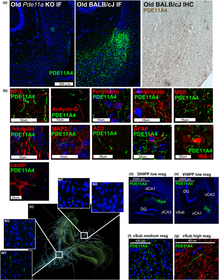 Age‐related increases in PDE11A4 protein expression accumulate ectopically in ghost axons. (a) Immunofluorescence with the PDE11A4‐pS117/pS124 antibody (green; nuclear marker DAPI shown in blue) shows no signal in the ventral subiculum (vSub) of a Pde11a KO mouse on a BALB/cJ background but does show the accumulation of PDE11A4‐filled filamentous structures throughout the ventral subiculum (vSub) of a Pde11a WT mouse on a BALB/cJ background. The structures can also be visualized in a WT mouse using immunohistochemistry. (b) Staining for PDE11A4‐filled structures appears very much like that of intermediate filaments in terms of diameter and tortuosity; however, PDE11A4‐filled structures fail to colocalize with markers for axons (NF‐L, Ankryin‐G, peripherin, internexin, MBP), neurons (tubulin), dendrites (MAP2), cilia (AC3), glia (IBA‐1–microglia, GFAP–astrocytes) or perineuronal nets (lectin). (c) Given these structures look very much like axonal markers, coupled with the fact that several age‐related diseases are associated with the aberrant accumulation of proteins in axons (Moloney et al., 2021; Uchihara, 2014) we determined if such PDE11A4‐filled structures could be found in other terminal fields of vCA1 projections that themselves do not express PDE11A4 mRNA (terminal fields defined by Allen Institute for Brain Science's mouse brain connectivity; projections shown from top left perspective of mouse brain). Indeed, PDE11A4‐filled structures can be found in such terminal fields (shown: Hypothalamic nuclei in left insets, colliculi in right insets), strongly suggesting PDE11A4 is accumulating in terminal regions of axons projecting from CA1. (d) To confirm this, we injected GFP‐tagged mPDE11A4 into the dorsal and ventral CA1 (dCA1, vCA1) of Pde11a KO mice on the C57BL/6J background. Despite the fact that PDE11A4 expression was only being generated in CA1, (e) PDE11A4‐filled structures emerged in vSub consistent with an accumulation of the protein within axons projecting from CA1 to vSub. (f) At medium magnification and (g) high magnification, like endogenous PDE11A4‐filled structures, recombinant PDE11A4‐filled structures appear identical in size and shape to NF‐L, but fail to colocalize with NF‐L. These studies, along with electron microscopy results (Figure S3), suggest high levels of PDE11A4 expression leads to an accumulation of PDE11A4 in axons that either occludes co‐localization of other axonal protein or possibly leads to the degeneration of the surrounding axon as occurs with tau ghost tangles (Moloney et al., 2021; Uchihara, 2014), hence the adoption of the term ghost axons herein. NF‐L, neurofilament light chain; MBP, myelin basic protein; MAP2, microtubule associated protein; AC3, adenylyl cyclase 3; IBA‐1, ionized calcium binding adaptor molecule 1; GFAP, glial fibrillary acidic protein. Histogram stretch, brightness, and/or contrast of images adjusted for graphical clarity