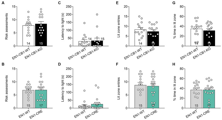 CB1 deletion in En1-expressing cells did not impair anxiety-like behavior measured by the light/dark test. Analysis of the LD test revealed no differences in EN1-CB1-KO (A,C,E,G) and EN1-CRE (B,D,F,H) mice (12–15 weeks old) and their respective controls concerning the following parameters: (A,B) risk assessments. (C,D) Latency to enter light zone. (E,F) Lit zone entries. (G,H) Time spent in the lit zone (%). Data are expressed as mean ± SEM for each group. Two-tailed unpaired Student’s t-test, n = 14–17.