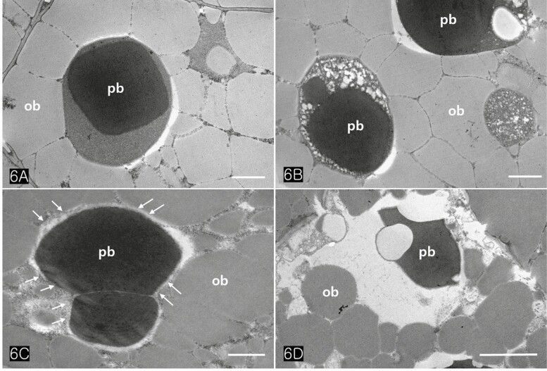 TEM images of cotyledonary cells showing degeneration of protein bodies during germination. (A) A protein body containing high electron-dense globoid and heterogeneous matrix and numerous oil bodies are packed in a storage cell. (B) Heterogeneous matrix of protein bodies is digested, forming a prominent enclave. (C) At the early stage of germination, oil bodies surrounding a protein body contribute to the degeneration of protein bodies (arrows). (D) Following the germination of the seed, protein bodies and lipid bodies are losing their shapes and electron densities in the cells. Note a large vacuole that develops after hydrolysis of the protein body. Abbreviations: ob; oil body, pb; protein body. Scale bars (A, B, and C) = 1 µm; (D) = 2 µm.
