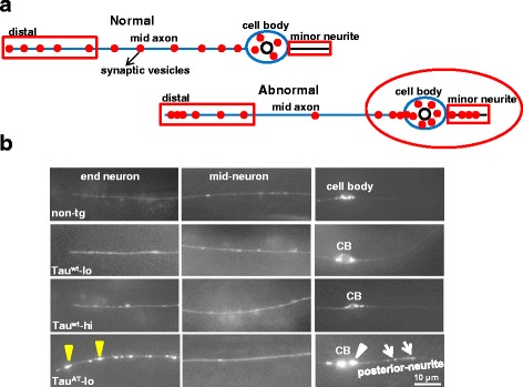 Mutant TauAT worms show aberrant localization of presynaptic components in mechanosensory neurons. a Schematic representation of presynaptic cargo distribution in a normal healthy mechanosensory neuron and a neuron in an aged animal. b Day-1 old worms visualized after crossing them into vdEx262:[Pmec-4::mCherry::rab-3] transgene that expresses mCherry fused to synaptic vesicle associated RAB-3 in mechanosensory neurons. Tauwt-lo and Tauwt-hi show a similar distribution as non-tg reporter strain. TauAT-lo worms show accumulation of mCherry::RAB-3 in the end neuron (yellow arrowhead), cell body (CB, white arrowhead) and posterior neurite (white arrow). By contrast, the mid-neuron of TauAT-lo shows less puncta (6 ± 3 measured per 40 μm length) than non-tg (15 ± 5) and Tauwt-lo (17 ± 6) worms. On day 3, mislocalization of mCherry::RAB-3 worsens in TauAT-lo worms, whereas Tauwt-lo and Tauwt-hi start accumulating mCherry:RAB-3 puncta in the distal axon and posterior neurite (see Additional file 12)