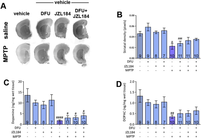 Striatal density and HPLC analysis of dopamine and DOPAC levels following MPTP treatment and administration of DFU and JZL184. (A) Representative scanned images of striatal sections following drug treatments. (B) No attenuation of MPTP-induced decreases in striatal density is shown. DFU and co-treatment samples are significantly lower than their saline-treated equivalents. Experiment was performed twice and the results pooled. One-way ANOVA: F(7, 67) = 6.339, p = 0.0152. (C) Dopamine levels of all treatments are significantly lower than their saline-treated equivalents, but addition of DFU or JZL184 does not significantly attenuate this reduction. One-way ANOVA: F(7, 67) = 7.748, p < 0.0001. (D) DOPAC levels are reduced after MPTP treatment. Other values are not significantly altered. One-way ANOVA: F(7, 67) = 3.603, p = 0.0024. Data are mean ± SEM, n — numbers displayed on bars. Experiments were performed twice and the results pooled. # p < 0.05, ## p < 0.01, #### p < 0.0001, compared to an equivalent saline-treated group (Newman–Keuls post hoc test).