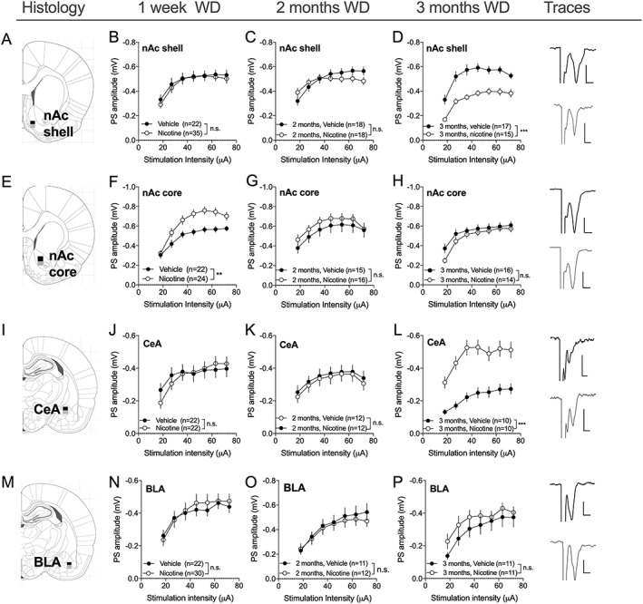 Nicotine produces neuroadaptations in a spatial and temporal manner. A, Schematic drawing showing the region for nAc shell recordings. B‐D, Recordings performed in the nAc shell demonstrated a decline in input/ouput function in brain slices from nicotine‐exposed animals that was established after 3 months WD. E, Schematic drawing showing the area for nAc core recordings. F‐H, In nAc core, input/ouput was initially increased but returned to baseline during protracted WD. I, Schematic drawing showing the region for CeA recordings. J‐L, Neuroadaptations in the CeA exhibited a similar time course as transformations recorded in nAc shell and DLS, and an increased input/output function was detected after 3 months WD. M, Schematic drawing showing the region for BLA recordings. N‐P, Nicotine did not modulate input/output function in the BLA at any time point analyzed. Example traces displayed to the right correspond to evoked PSs 3 months after exposure to vehicle (black) or nicotine (gray). Scale bar: 0.2 pA, 2 ms. For histological presentations, black squares represent the position of recording electrodes, while gray squares correspond to the placement of stimulation electrodes. Data are mean values ± SEM; n = the number of recordings. Individual datasets are based on at least five animals/treatment group. BLA, basolateral amygdala; CeA, central nucleus amygdala; nAc, nucleus accumbens; SEM, standard error of the mean; WD, withdrawal