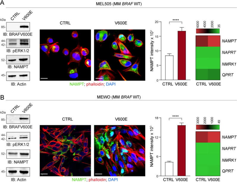 BRAF oncogenic pathway activation selectively up-regulates NAMPT expression in MM. A, B BRAF WT MM cell lines MEL-505 (A) and Mewo (B) were infected with a lentivirus carrying the BRAF V600E construct. A control (CTRL) vector was used as comparison. Panels on the left show representative western blot analysis of BRAF V600E, phosphorylated (p)ERK1/2 and NAMPT expression. Actin was used as loading control. In the middle of the Figure NAMPT expression (green fluorescence), evaluated by confocal staining (original magnification ×63, scale bar: 25 µm). Histogram plots represent cumulative data of NAMPT expression (intensity) measured from at least 3 different fields of 3 pictures of 3 independent confocal experiments comparing CTRL (white bar) vs. V600E cells (red bar). Statistical significance was calculated using Mann–Whitney test. Heatmaps on the right show cumulative data of qRT-PCR analysis of the expression of NBEs i.e., NAMPT/NAPRT/NMRK1/QPRT (mean of at least 5 independent experiments) in all cell line variants. Data in the Figure are presented as the mean ± SEM. Significance was represented as: *p ≤ 0.05, **p ≤ 0.01, ***p ≤ 0.001, ****p ≤ 0.0001