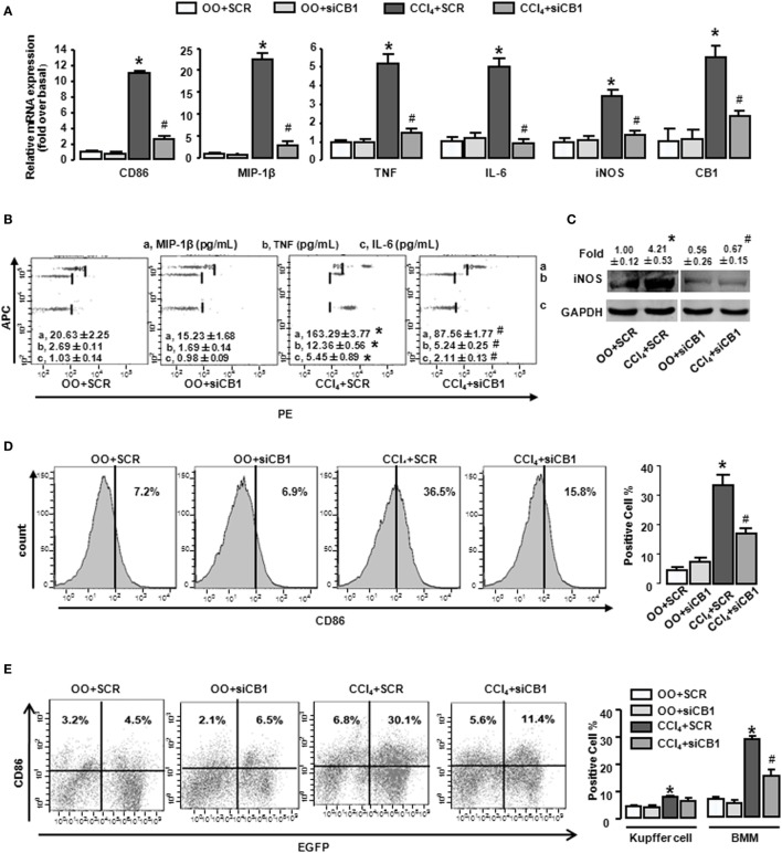 CB1-siRNA in vivo reduced the polarization of bone marrow-derived monocytes/macrophages (BMMs) toward M1 phenotype. Effectiveness of CB1-siRNA in vivo was measured by RT-qPCR (A). M1 markers were measured by RT-qPCR (A), western blot (C), and CBA (B). Among macrophages of mouse liver that were isolated, total M1-type macrophages (D), M1 type of BM origin [(E) left], and M1 type of Kupffer cell [(E) left] were analyzed by fluorescence-activated cell sorting (FACS). Quantification of FACS for cell proportion [(D) right and (E) right]. *P < 0.05 compared with olive oil plus vehicle group, #P < 0.05 compared with CCl4 plus vehicle group (n = 6/group).