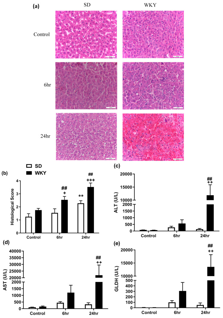 (a) Histological examination of liver from SD and WKY rats following saline (control) or LPS/GalN administration (6 and 24 h post administration) (H&E staining 400×. Bar = 50 µm). Effect of LPS/GalN on (b) hepatic histopathology score and plasma levels of (c) ALT (d) AST and (e) GLDH. Data expressed as mean ± SEM (n = 6–8). * p < 0.05; ** p < 0.01 vs. SD saline; ++ p < 0.01 +++ p < 0.001 vs. WKY saline; ## p < 0.01 vs. SD counterpart.