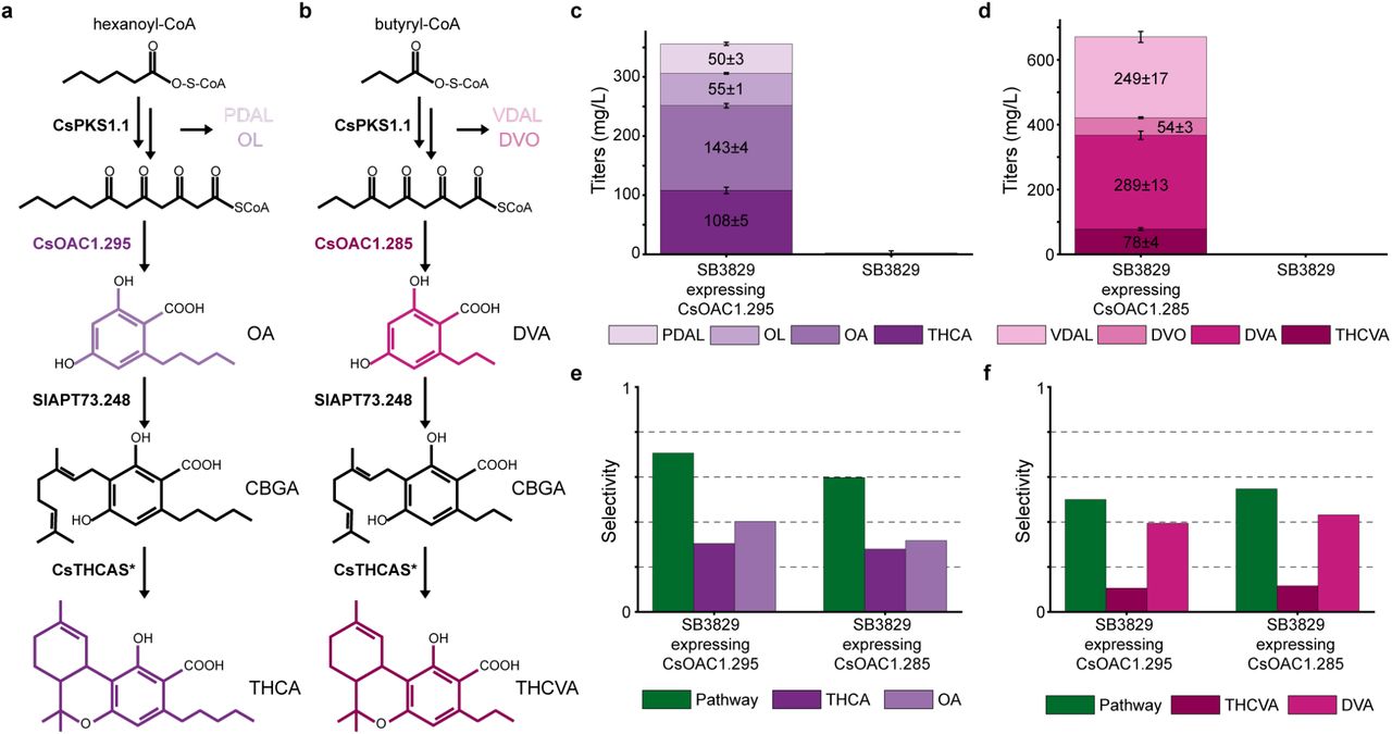 Engineered CsOACs produce major and minor cannabinoids in vivo.a, THCA production in genetically modified Y. lipolytica strain SB3829 (Supplementary Table 1-3). b, THCVA production in genetically modified Y. lipolytica strain SB3829 (Supplementary Table 1-3). Both pathways include the tetraketide synthase CsPKS1.1 from C. sativa that catalyzes the reaction for producing the unstable tetraketide intermediate that can become undesirable byproducts (a) PDAL and OL or (b) VDAL and DVO. Our engineering sequence variants (a) CsOAC1.295 or (b) CsOAC1.285 cyclize the linear tetraketide intermediate to produce (a) OA or (b) DVA. The aromatic prenyltranferase SlAPT73.248 and CsTHCAS* function independently of side chain selectivity to produce (a) THCA or (b) THCVA. c, Titers of desired products THCA and OA and byproducts OL and PDAL for our strain SB3829 with and without CsOAC1.295. d, Titers of desired products THCVA and DVA and byproducts DVO and VDAL for our strain SB3829 with and without CsOAC1.285. e, Pathway selectivity (THCA+OA)/(THCA+OA+OL+PDAL), THCA selectivity THCA/(THCA+OA+OL+PDAL), and OA selectivity OA/(OA+OL+PDAL) for our engineered strains. f, Pathway selectivity (THCVA+DVA)/(THCVA+DVA+DVO+VDAL), THCVA selectivity THCVA/(THCVA+ DVA +DVO+VDAL), and DVA selectivity DVA/(DVA+DVO+VDAL) for our engineered strains.